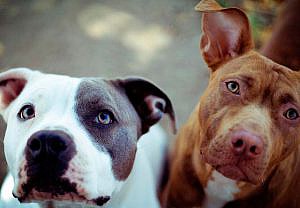 Responsabilidad civil por ataque de perro de raza potencialmente peligrosa